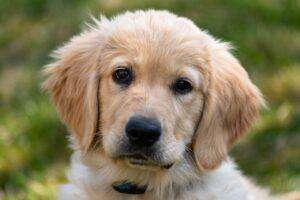 golden retriever, puppy, dog-4135265.jpg