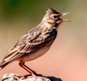 Lark singing image from Sonnet 29 by William Shakespeare