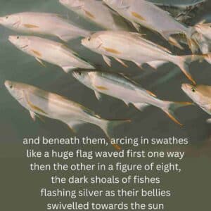 Shoals of fish in the sea from Kamikaze by Beatrice Garland v3