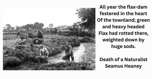 CCEA Written Language: Theme of Childhood Seamus Heaney Death of a Naturalist. All year the flax dam festered in the heart of the townland.